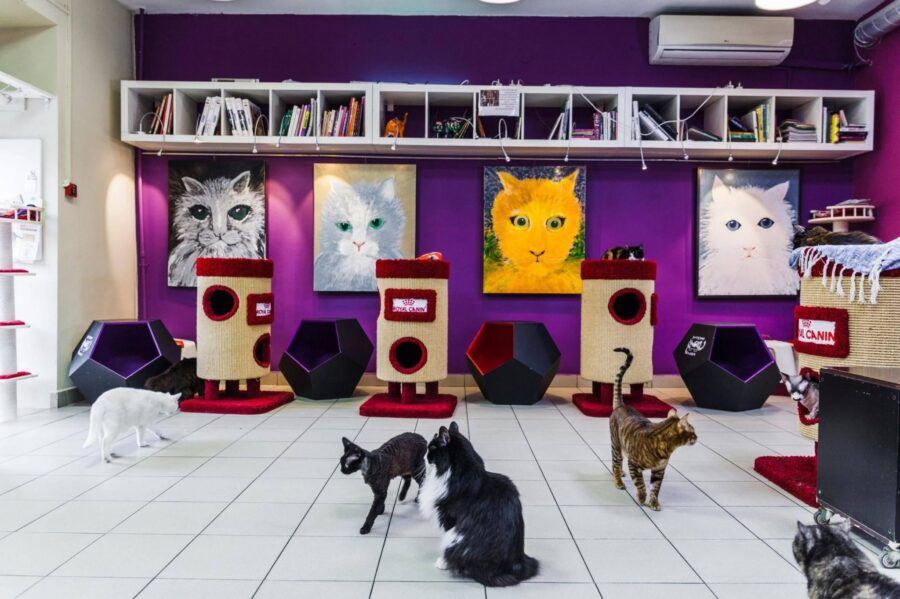 Республика кошек и котов