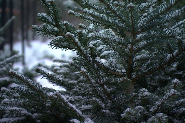 Зимние праздники невозможно представить без волшебной ёлки. В Ленинградской области каждый может легально и с удовольствием выбрать свою ёлку или сосну прямо в лесу, добавив в домашний праздник аромат свежести и натуральности.