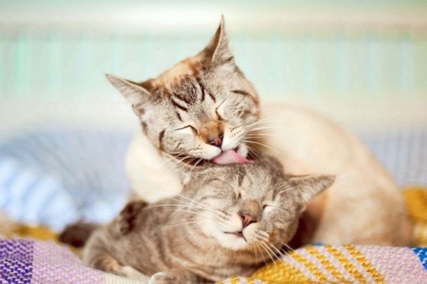 u0414u0435u043du044c u0441u0432u044fu0442u043eu0433u043e u0412u0430u043bu0435u043du0442u0438u043du0430 u0432 u00abu0420u0435u0441u043fu0443u0431u043bu0438u043au0435 u043au043eu0448u0435u043au00bb