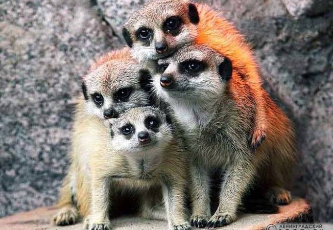 u0412 u0414u0435u043du044c u0437u0430u0449u0438u0442u044b u0434u0435u0442u0435u0439 u0448u043au043eu043bu044cu043du0438u043au043eu0432 u0431u0435u0441u043fu043bu0430u0442u043du043e u043fu0443u0441u0442u044fu0442 u0432 u041bu0435u043du0438u043du0433u0440u0430u0434u0441u043au0438u0439 u0437u043eu043eu043fu0430u0440u043a