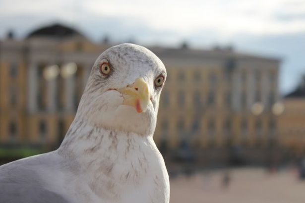 u041fu0435u0442u0435u0440u0431u0443u0440u0436u0446u044b u0441u043fu0430u0441u043bu0438 u0440u0430u043du0435u043du0443u044e u0447u0430u0439u043au0443