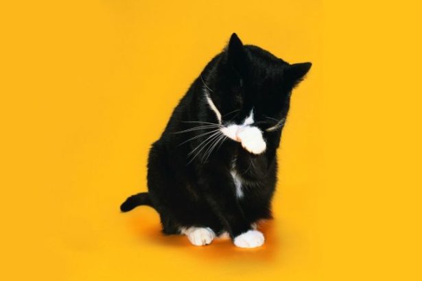 u0412 u00abu0420u0435u0441u043fu0443u0431u043bu0438u043au0435 u041au043eu0448u0435u043au00bb u0440u0430u0437u0434u0430u0434u0443u0442 u044du0440u043cu0438u0442u0430u0436u043du044bu0445 u043au043eu0442u043eu0432 u0438 u043au043eu0442u0438u043au043eu0432-u0438u043du0442u0435u043bu043bu0438u0433u0435u043du0442u043eu0432