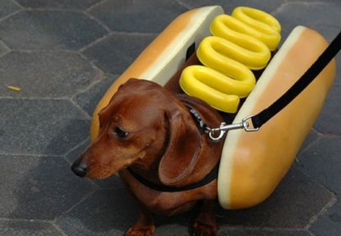 «Такс Парад» пройдёт в пятый раз 12 u00abu0422u0430u043au0441 u041fu0430u0440u0430u0434u00bb u043fu0440u043eu0439u0434u0451u0442 u0432 u043fu044fu0442u044bu0439 u0440u0430u0437