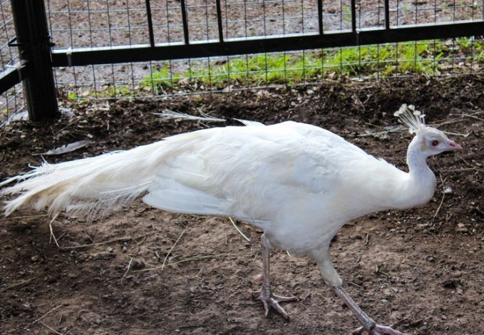 В Екатерининском парке поселились павлины 13 pavlin1 d1d91