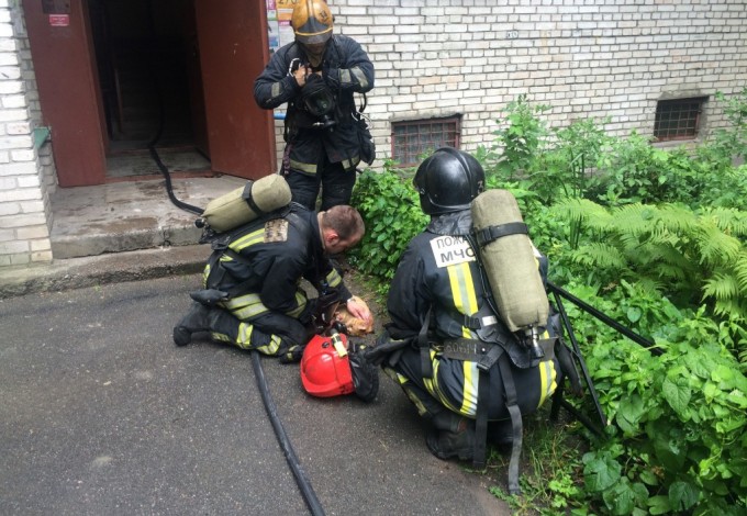 u041fu043eu0436u0430u0440u043du044bu0435 u0441u043fu0430u0441u043bu0438 u043au043eu0442u0430 u0438u0437 u0433u043eu0440u044fu0449u0435u0433u043e u0434u043eu043cu0430