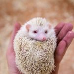 u041au043eu043du0442u0430u043au0442u043du044bu0435 u0437u043eu043eu043fu0430u0440u043au0438 u041fu0435u0442u0435u0440u0431u0443u0440u0433u0430