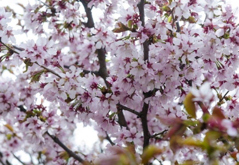 Нежное цветение сакуры в Ботаническом саду в 2018 году можно наблюдать в начале мая. Сфотографироваться или просто посмотреть на цветущие деревья в Ботанический сад всегда собирается много людей.