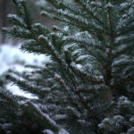 Зимние праздники невозможно представить без волшебной ёлки. В Ленинградской области каждый может легально и с удовольствием выбрать свою ёлку или сосну прямо в лесу, добавив в домашний праздник аромат свежести и натуральности.