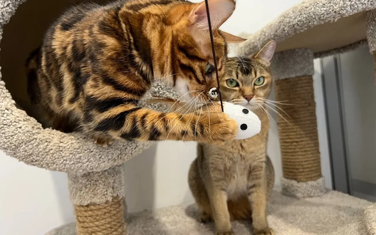 Отпуск близко, а с питомцем некуда? Проверили 15 зоогостиниц Петербурга — от бюджетных за 300₽ до премиум с видеонаблюдением 24/7. В подборке только места с ветконтролем, честными ценами и реальными отзывами владельцев.