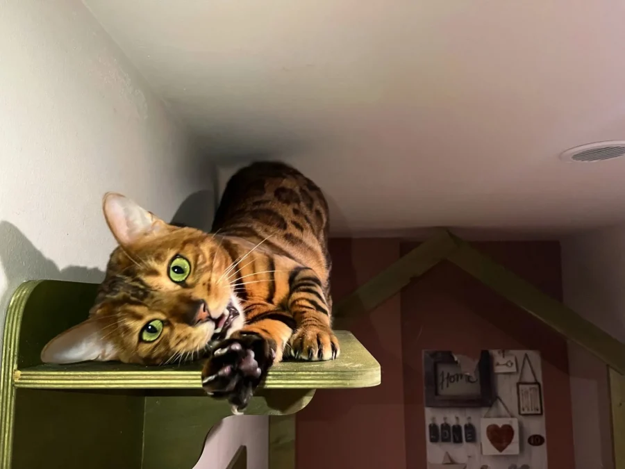 15 лучших зоогостиниц Санкт-Петербурга: передержка на время отпуска 20 Отпуск близко, а с питомцем некуда? Проверили 15 зоогостиниц Петербурга — от бюджетных за 300₽ до премиум с видеонаблюдением 24/7. В подборке только места с ветконтролем, честными ценами и реальными отзывами владельцев.