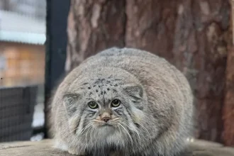 Манул Шу и птица-носорог калао Шанти признаны самыми популярными обитателями Ленинградского зоопарка по итогам 2025 года.